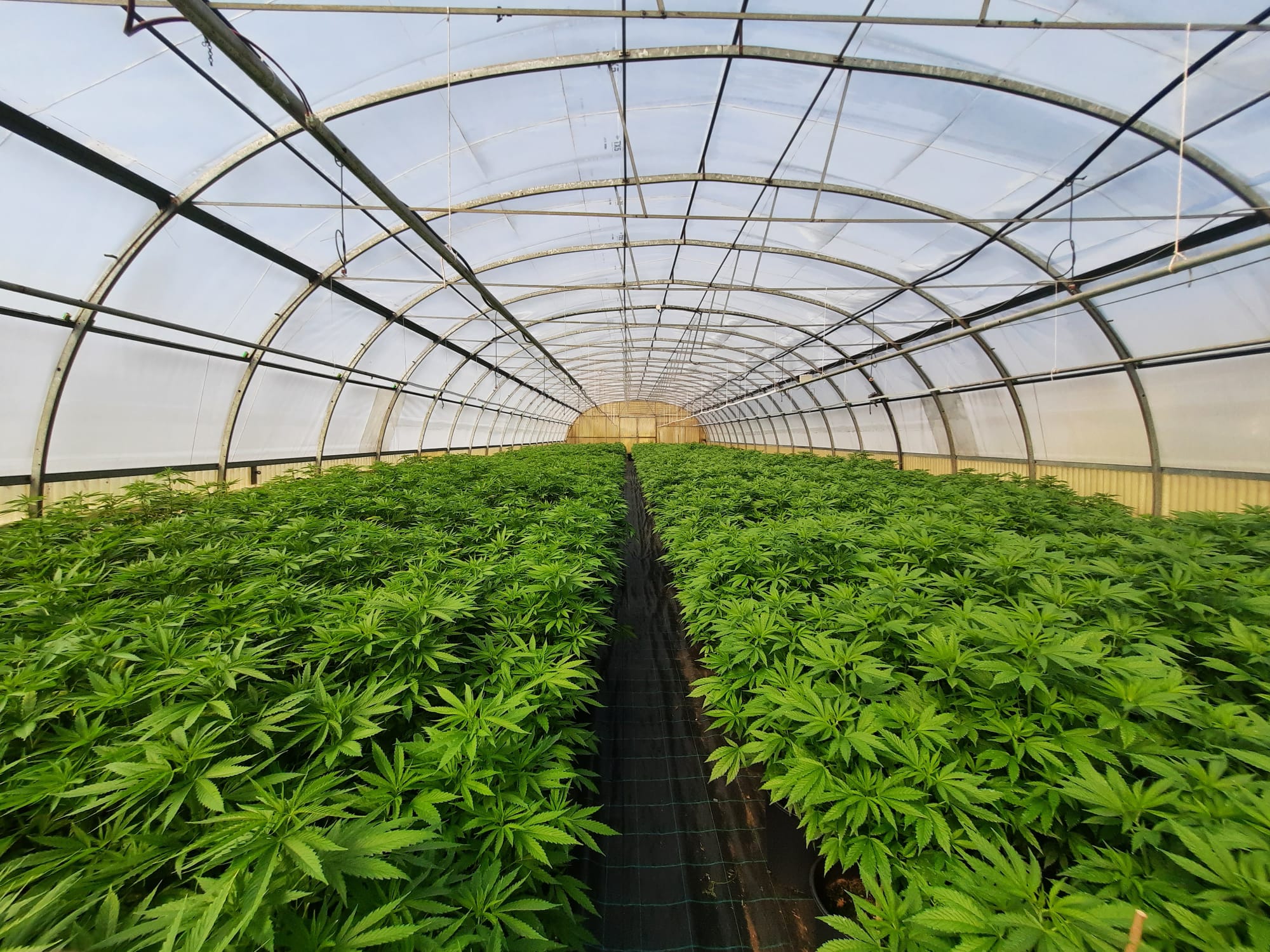 clones hbtc137es picA