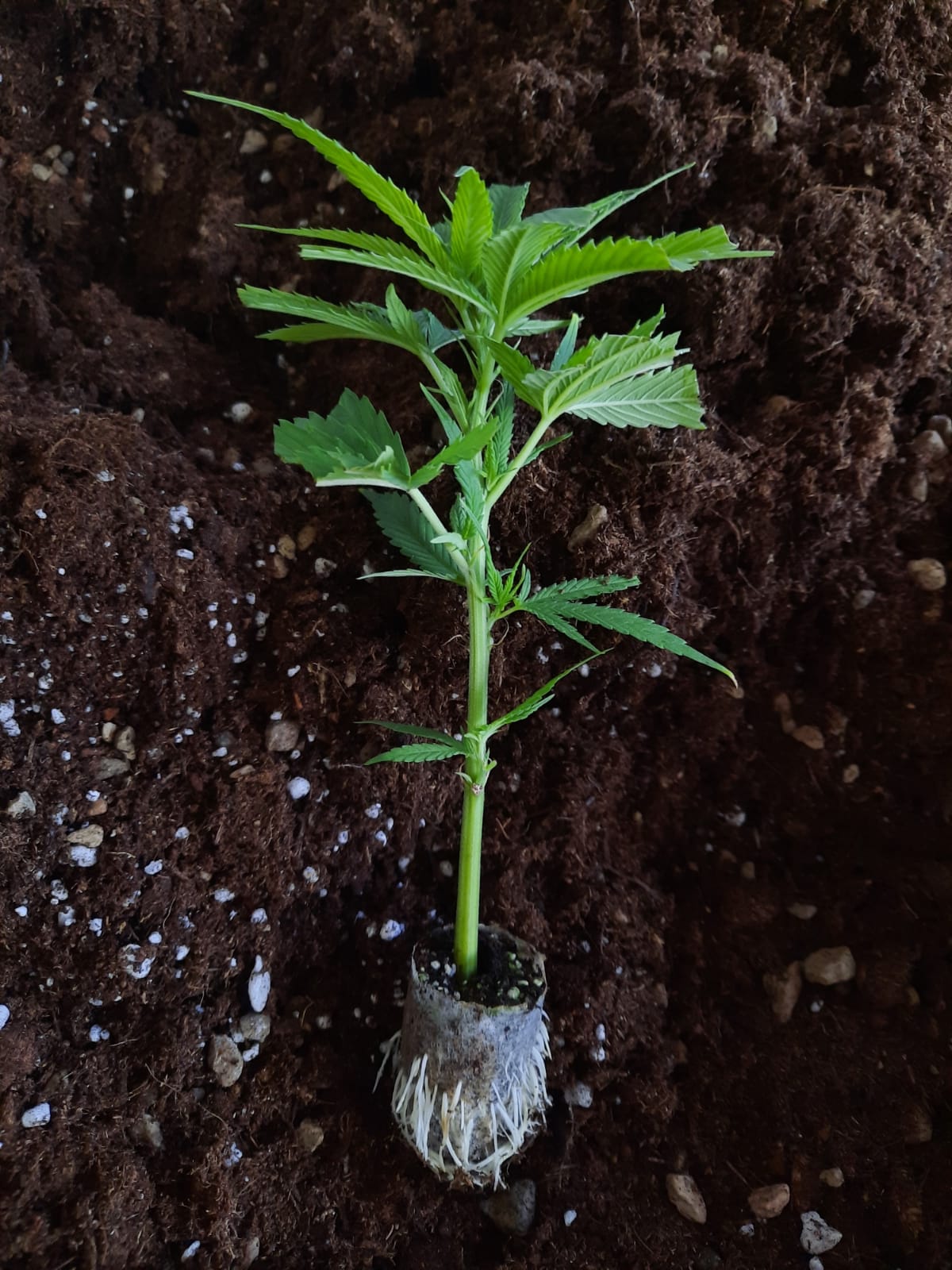clones hbtc137es picC