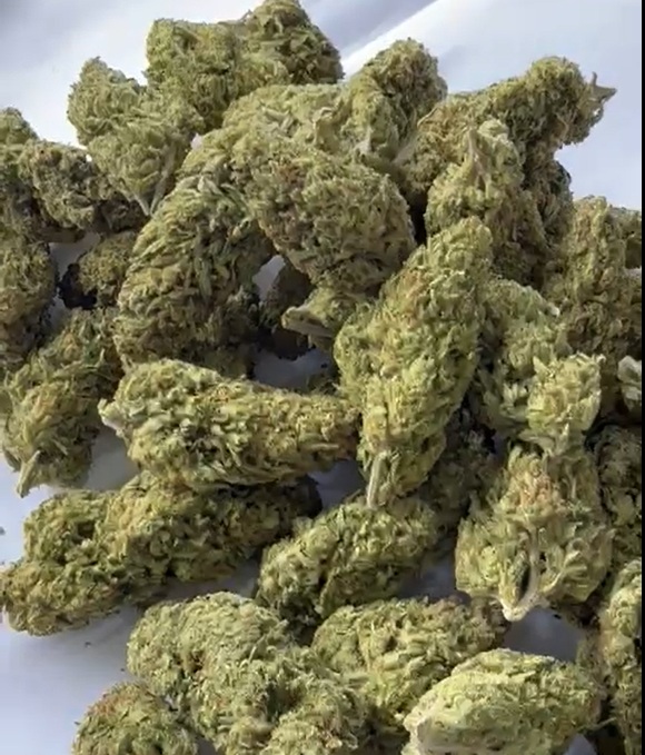 swiss lola golden hbtc191sw pic